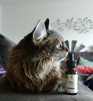 Purfurred – CBD for Cats 1oz (200mg CBD)